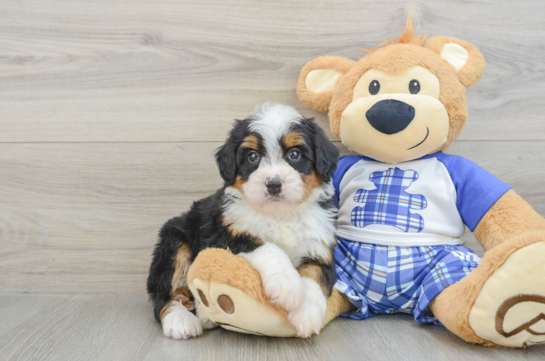 Playful Mini Bernesepoo Poodle Mix Puppy