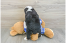 Mini Bernedoodle Puppy for Adoption