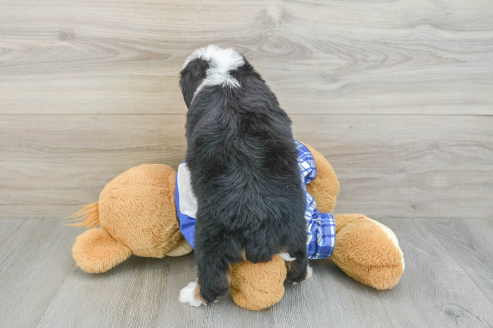 Mini Bernedoodle Puppy for Adoption