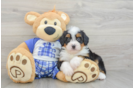 Best Mini Bernedoodle Baby