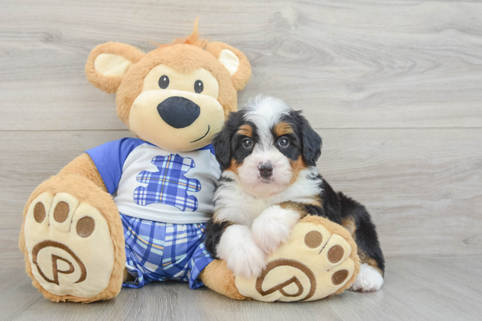 Best Mini Bernedoodle Baby