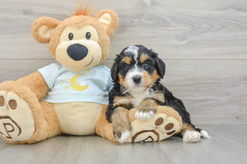 5 week old Mini Bernedoodle Puppy For Sale - Premier Pups