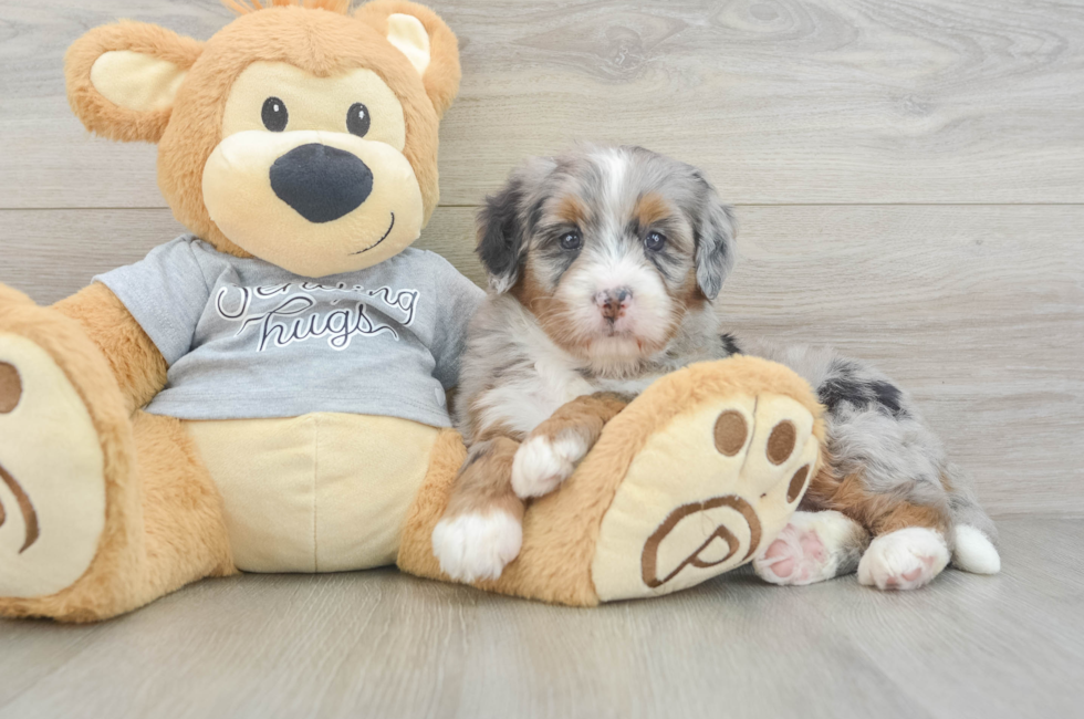 5 week old Mini Bernedoodle Puppy For Sale - Premier Pups