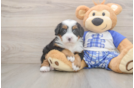 Mini Bernedoodle Pup Being Cute
