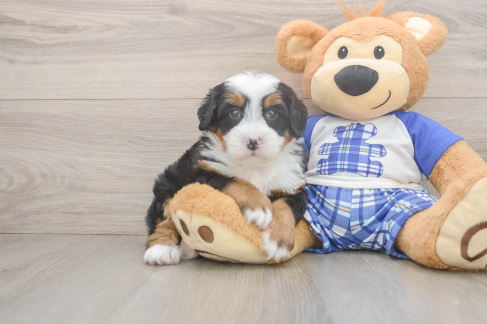 Mini Bernedoodle Pup Being Cute