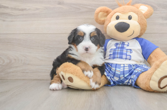 Mini Bernedoodle Pup Being Cute