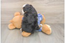 Smart Mini Bernedoodle Poodle Mix Pup