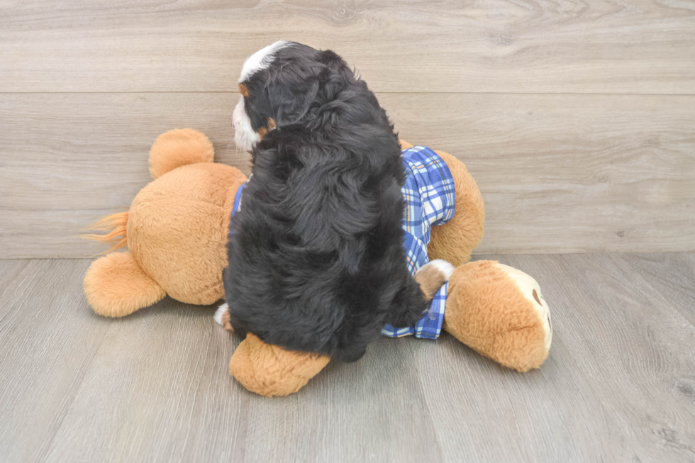 Smart Mini Bernedoodle Poodle Mix Pup