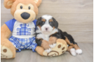 Hypoallergenic Mini Bernesedoodle Poodle Mix Puppy