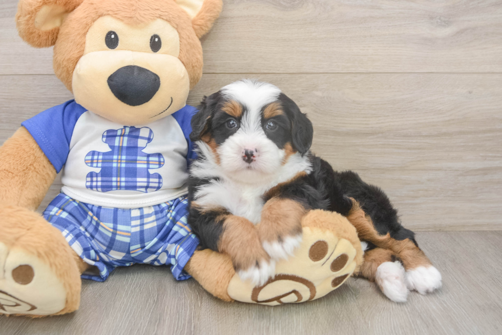 Hypoallergenic Mini Bernesedoodle Poodle Mix Puppy