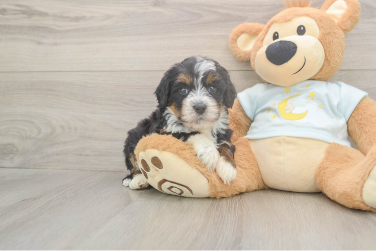 Funny Mini Bernedoodle Poodle Mix Pup