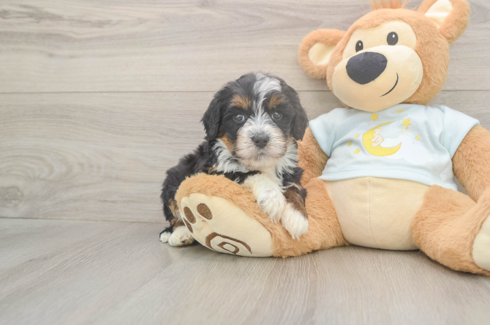 5 week old Mini Bernedoodle Puppy For Sale - Premier Pups