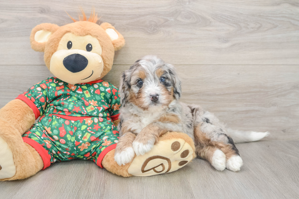 Happy Mini Bernedoodle Baby