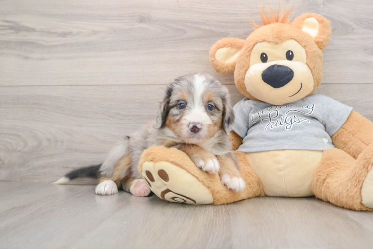 Best Mini Bernedoodle Baby