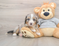 7 week old Mini Bernedoodle Puppy For Sale - Premier Pups