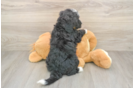 Hypoallergenic Mini Bernadoodle Poodle Mix Puppy