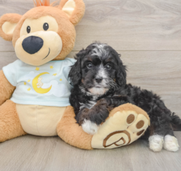 7 week old Mini Bernedoodle Puppy For Sale - Premier Pups