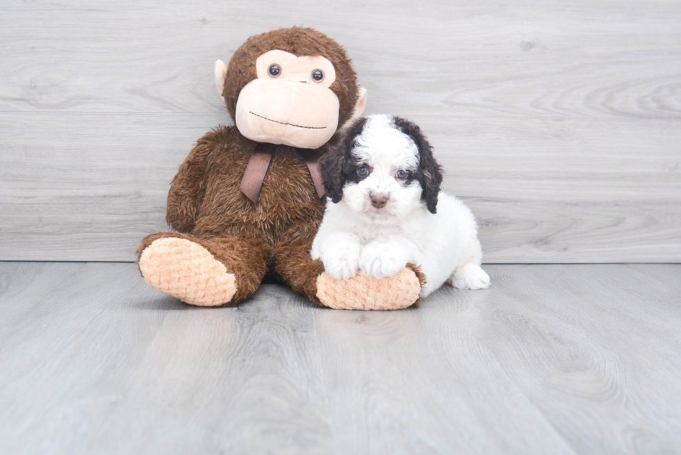 Mini Bernedoodle Puppy for Adoption