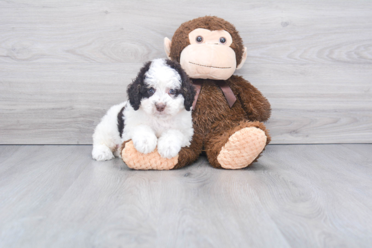 Friendly Mini Bernedoodle Baby