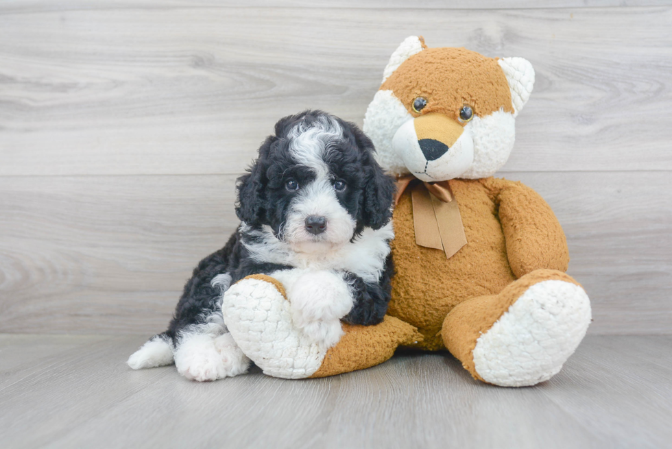 Mini Bernedoodle Pup Being Cute