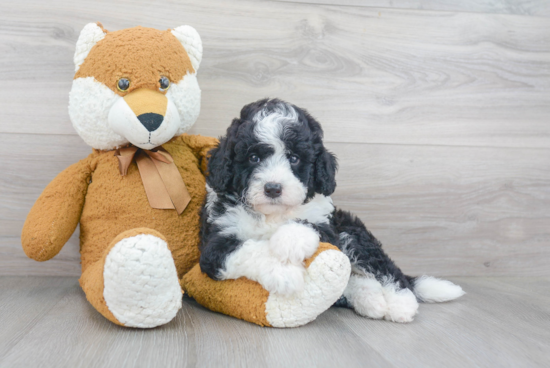 Playful Mini Berniedoodle Poodle Mix Puppy