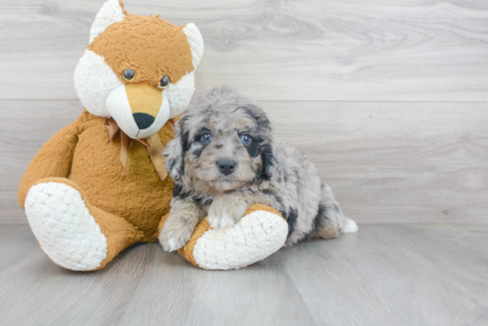 Smart Mini Bernedoodle Poodle Mix Pup