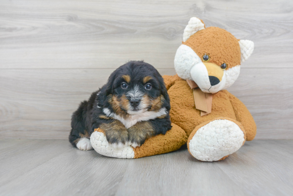 Mini Bernedoodle Pup Being Cute