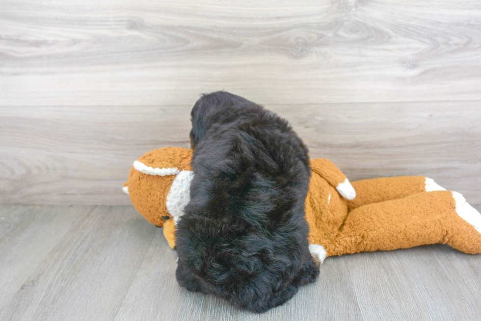 Best Mini Bernedoodle Baby