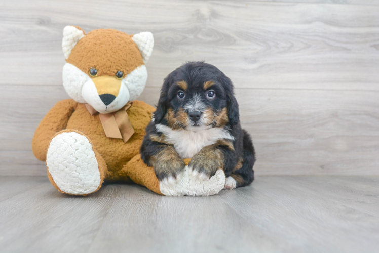 Mini Bernedoodle Puppy for Adoption