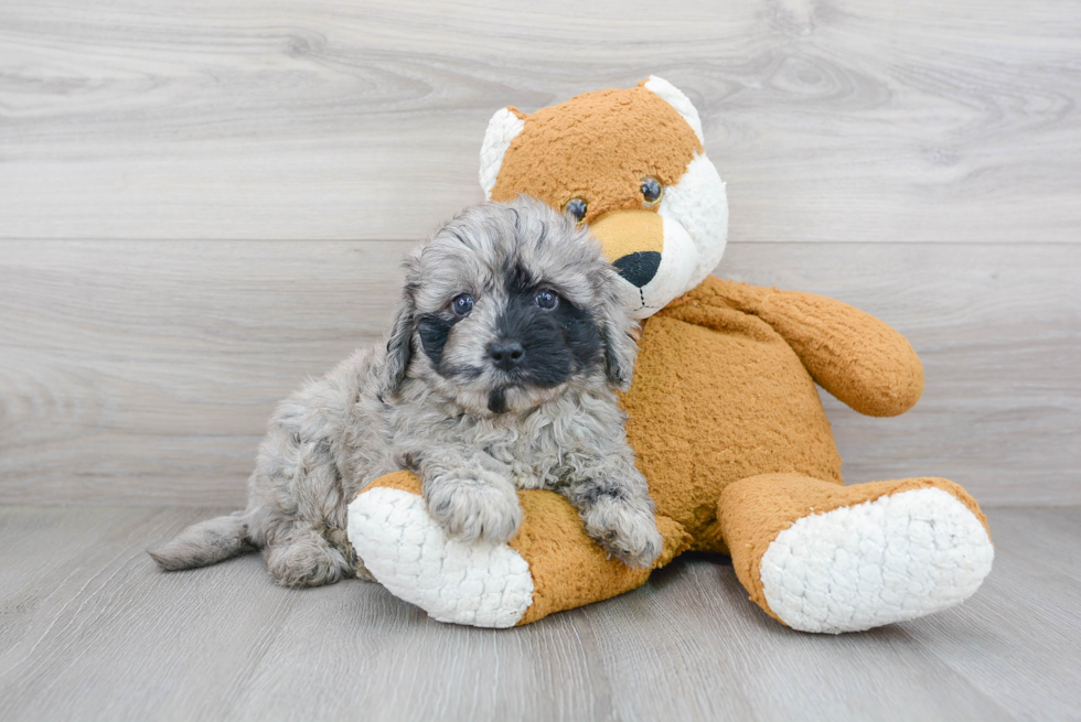 Friendly Mini Bernedoodle Baby