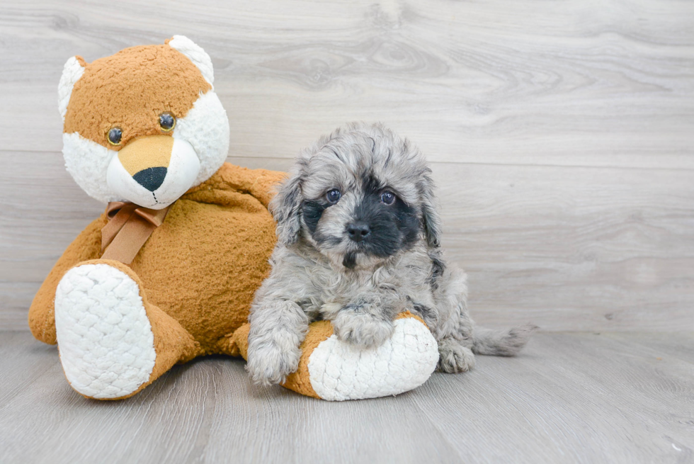 Cute Mini Bernedoodle Baby