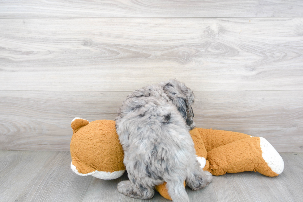 Cute Mini Bernedoodle Baby