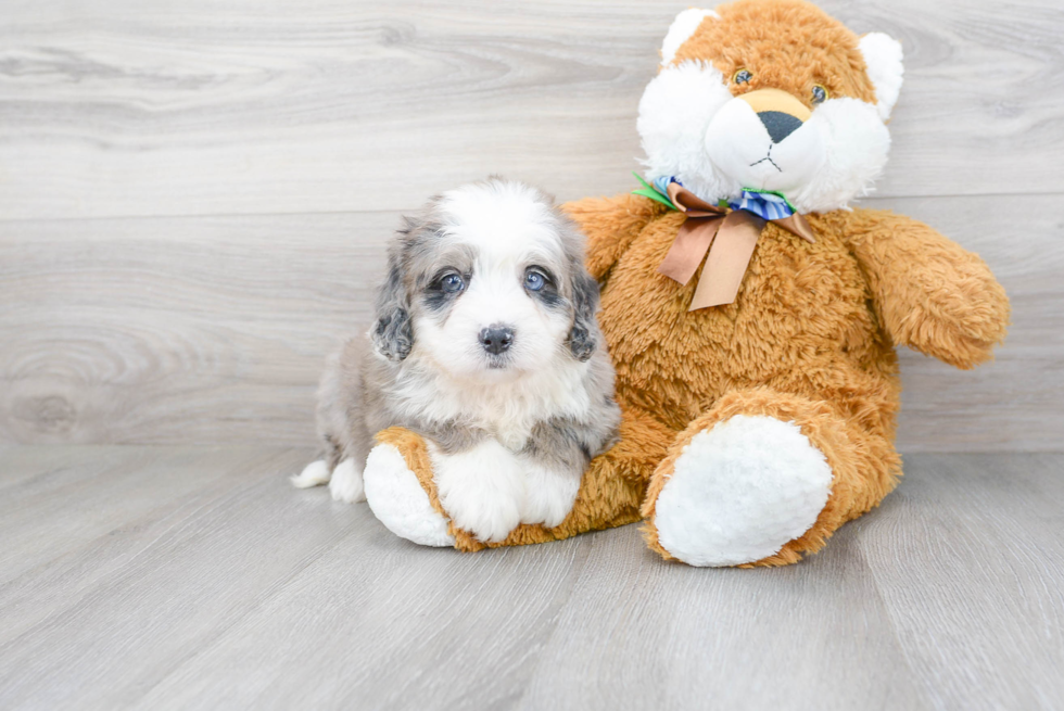 Best Mini Bernedoodle Baby