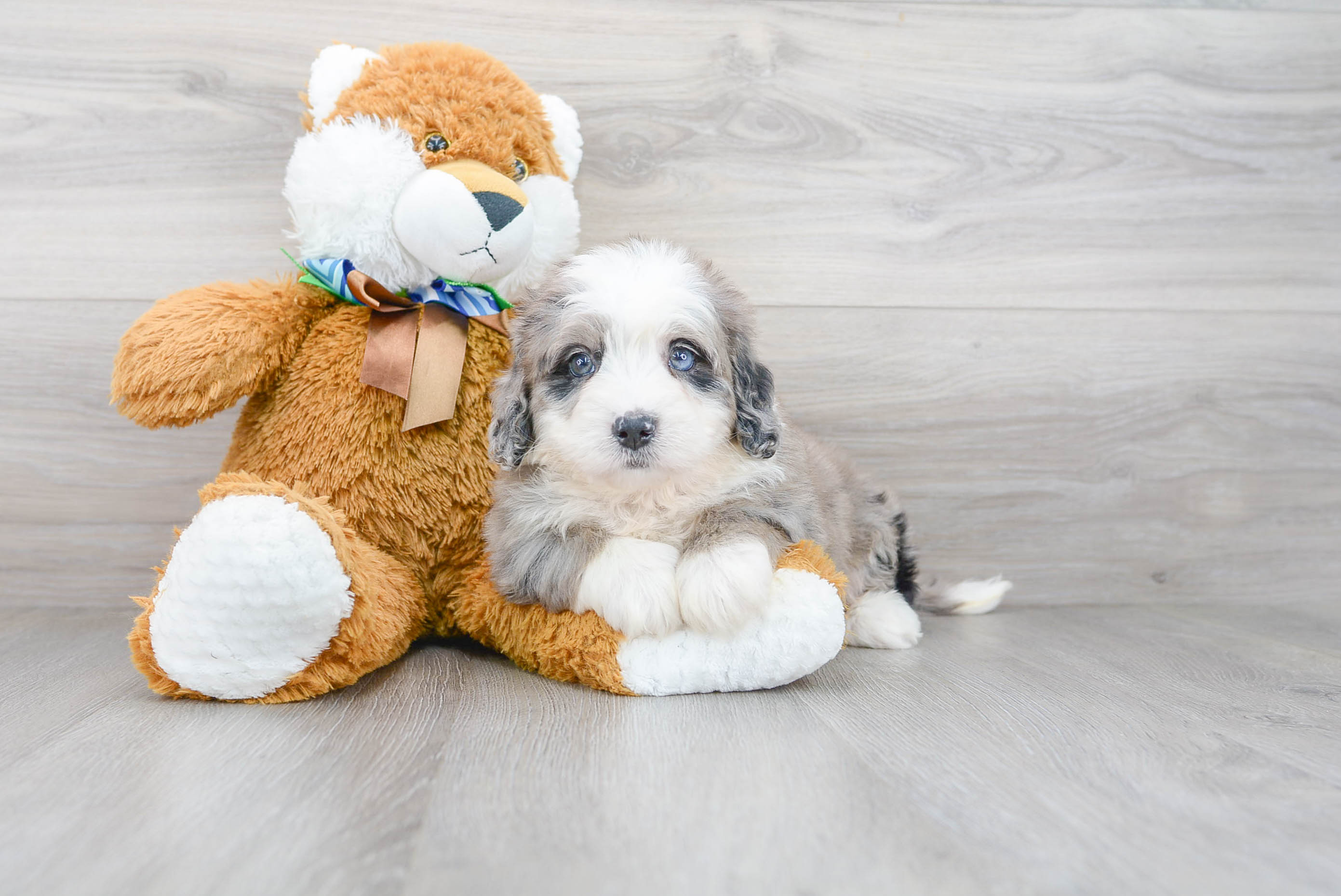 Mini Bernedoodle Puppy for Adoption