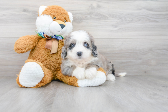 Mini Bernedoodle Puppy for Adoption