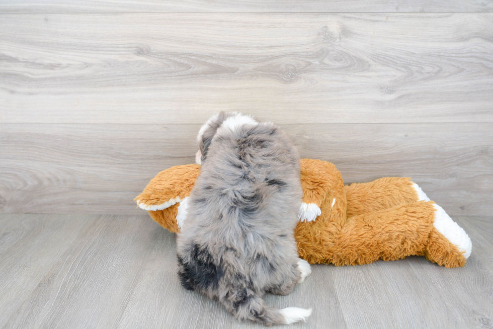 Happy Mini Bernedoodle Baby