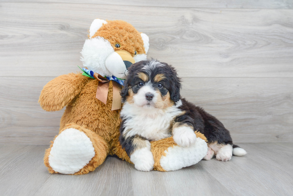 Hypoallergenic Mini Berniedoodle Poodle Mix Puppy