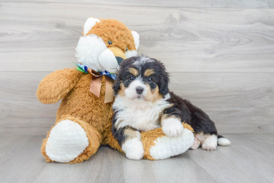 Hypoallergenic Mini Berniedoodle Poodle Mix Puppy