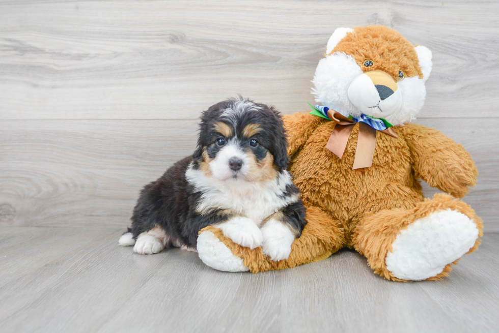 Mini Bernedoodle Puppy for Adoption