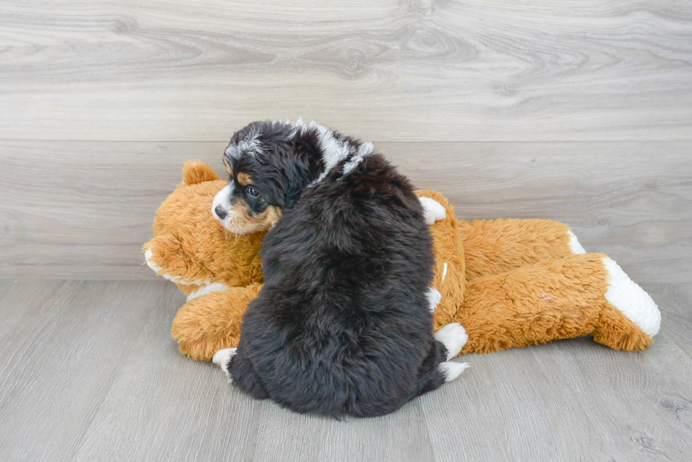 Mini Bernedoodle Pup Being Cute