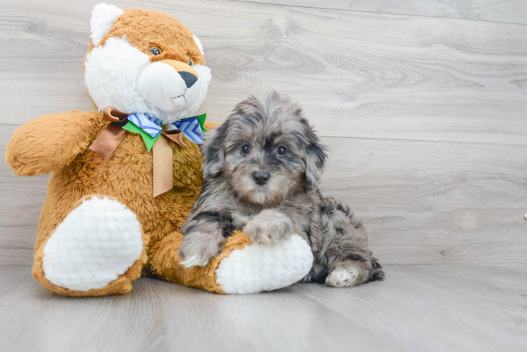 Sweet Mini Bernedoodle Baby