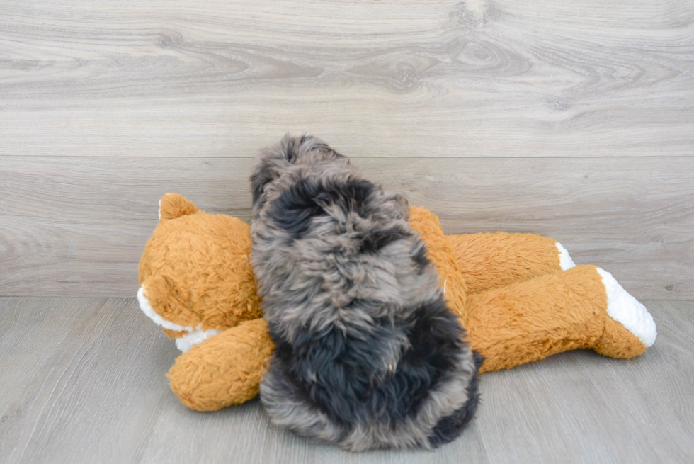 Funny Mini Bernedoodle Poodle Mix Pup