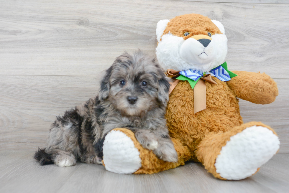 Sweet Mini Bernedoodle Baby