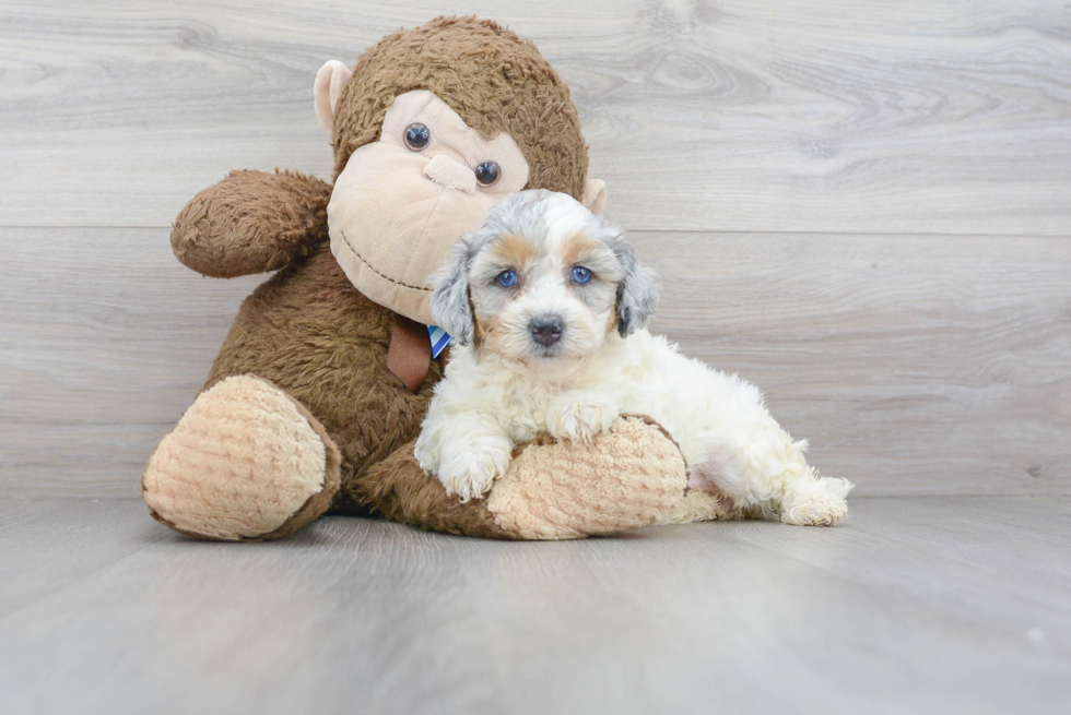 Mini Bernedoodle Puppy for Adoption