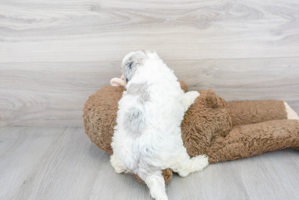 Best Mini Bernedoodle Baby