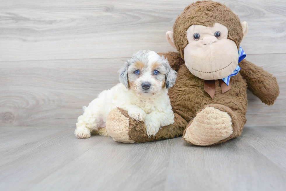 Small Mini Bernedoodle Baby