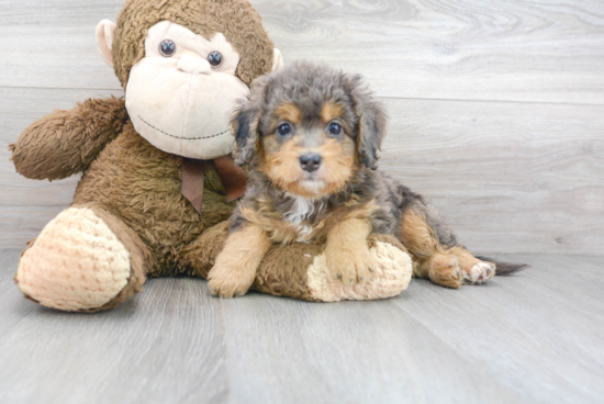 Funny Mini Bernedoodle Poodle Mix Pup