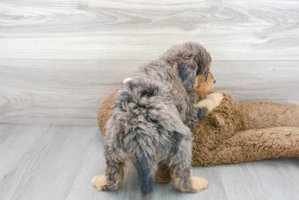 Best Mini Bernedoodle Baby