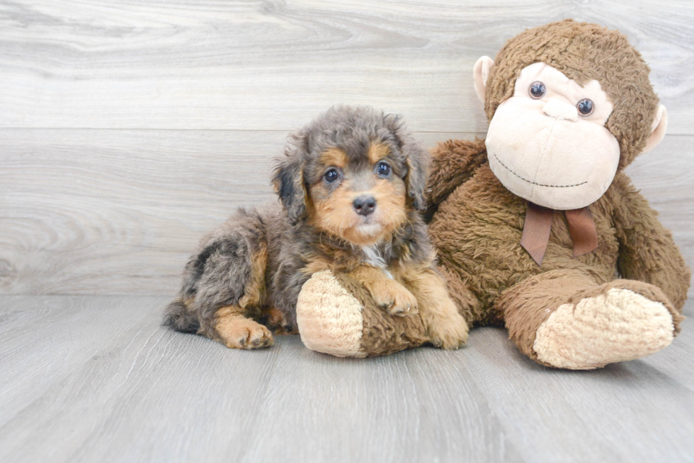 Cute Mini Bernedoodle Baby