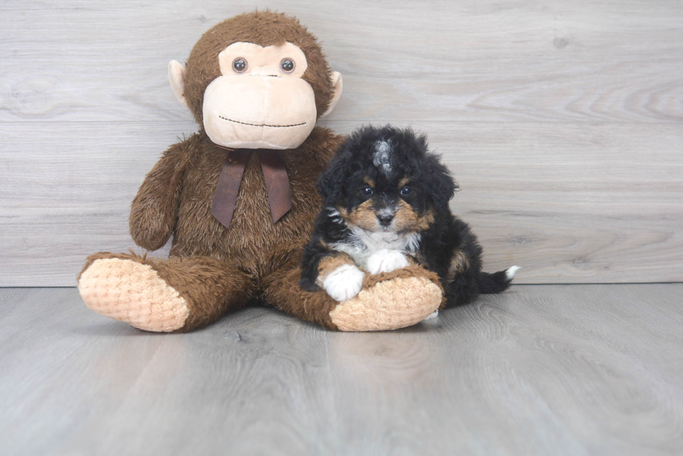 Friendly Mini Bernedoodle Baby